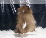 Small #5 Pomeranian