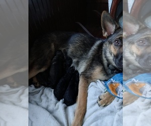Medium German Shepherd Dog