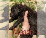 Small Photo #10 Goldendoodle-Poodle (Standard) Mix Puppy For Sale in GRESHAM, OR, USA
