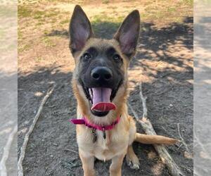 Mutt Dogs for adoption in Aurora, CO, USA