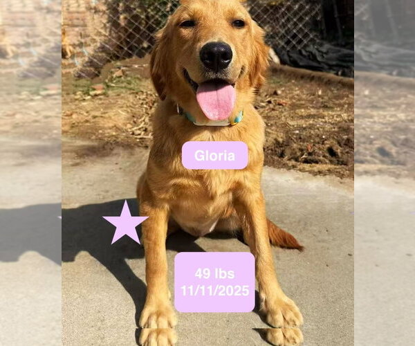 Medium Photo #3 Golden Retriever Puppy For Sale in West Hollywood, CA, USA