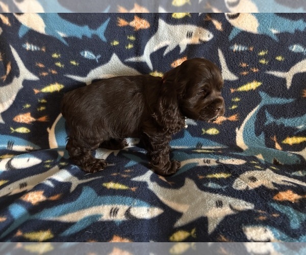 Medium Photo #44 Cocker Spaniel Puppy For Sale in COLBERT, GA, USA