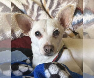 Chihuahua-Unknown Mix Dogs for adoption in Bellevue, WA, USA