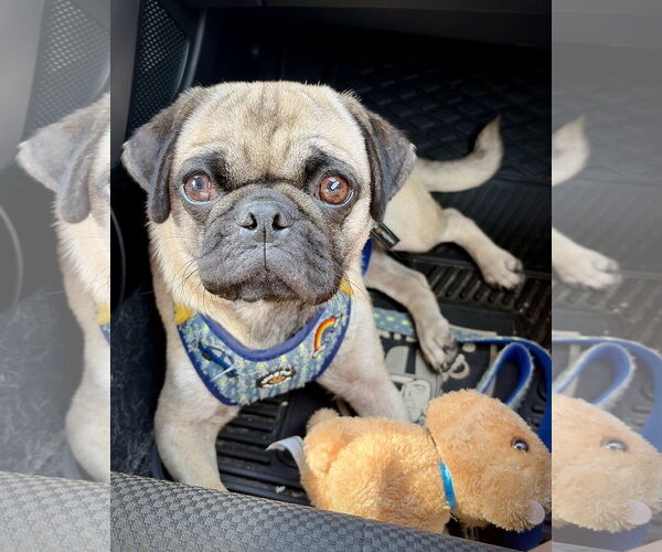 Medium Photo #1 Pug Puppy For Sale in Dumont, NJ, USA