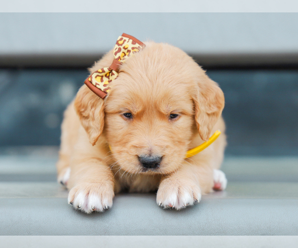 Medium Photo #4 Golden Retriever Puppy For Sale in LIBERTY, KY, USA