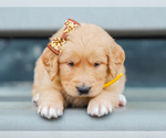 Small #3 Golden Retriever