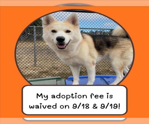 Medium Photo #1 Siberian Husky-Unknown Mix Puppy For Sale in Santa Cruz, CA, USA