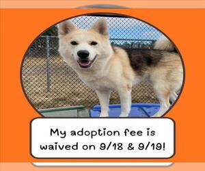 Siberian Husky-Unknown Mix Dogs for adoption in Santa Cruz, CA, USA