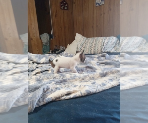 Medium Photo #7 Chihuahua Puppy For Sale in SHALLOTTE, NC, USA