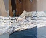 Small Photo #7 Chihuahua Puppy For Sale in SHALLOTTE, NC, USA