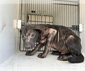 American Pit Bull Terrier-Unknown Mix Dogs for adoption in Houston, TX, USA