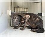 Small American Pit Bull Terrier Mix