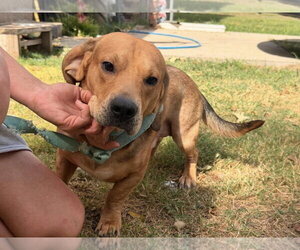 Patches - Male Bagle Hound Dog for Adoption - Photo #6