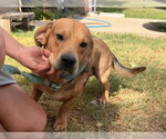 Small Photo #6 Bagle Hound Puppy For Sale in Brookville, OH, USA