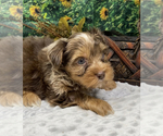Small #8 Shorkie Tzu