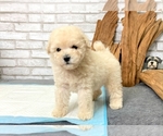 Small #1 Poodle (Toy)