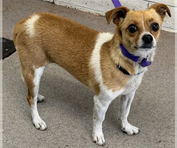 Medium Photo #1 Chihuahua Puppy For Sale in San Bernardino, CA, USA