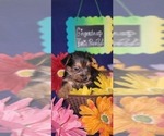Small #21 Yorkshire Terrier