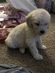 Small Photo #56 Goldendoodle Puppy For Sale in VACAVILLE, CA, USA