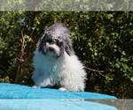 Small #18 Poodle (Toy)