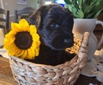 Small Photo #18 Goldendoodle Puppy For Sale in LOUISA, VA, USA