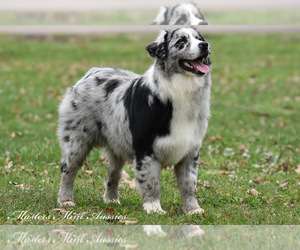 Australian Shepherd Puppy for sale in EASTON, MO, USA