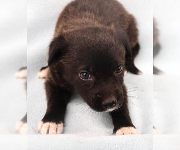 Medium Photo #1 Mutt Puppy For Sale in Thief River Falls, MN, USA