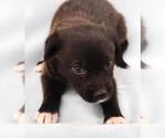 Small Mutt
