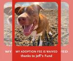 Small #5 Boxer-Catahoula Leopard Dog Mix