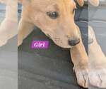 Latte - Coffee Crew - Female Labrador Retriever-Unknown Mix Dog for Adoption - Small photo