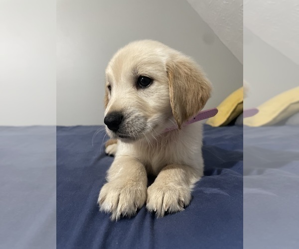 Medium Photo #1 Golden Retriever Puppy For Sale in WINDER, GA, USA