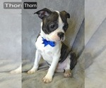 Puppy Thorn Boston Terrier