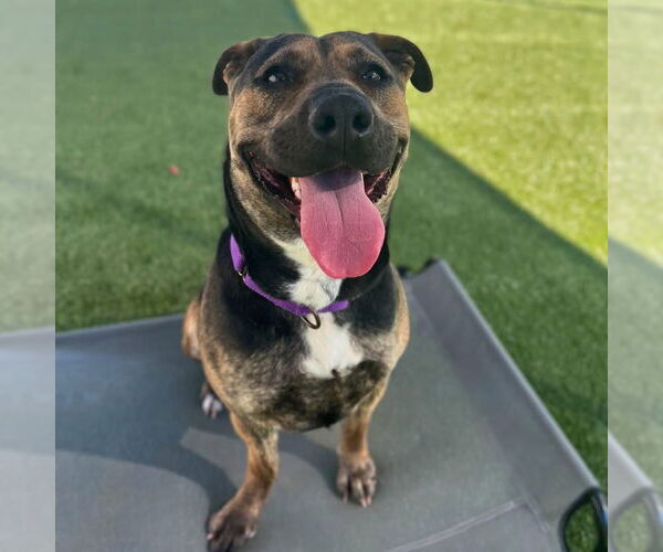 Medium Photo #23 Mutt Puppy For Sale in Mount Laurel, NJ, USA