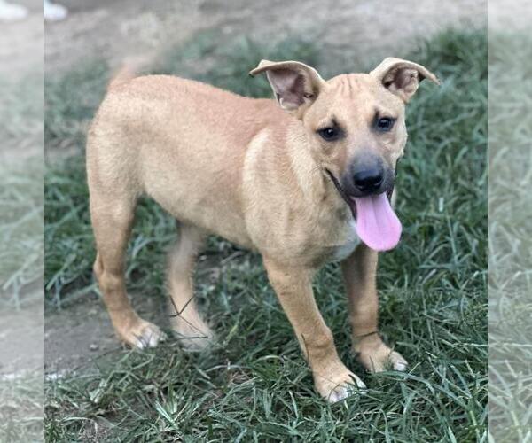 Medium Photo #4 Retriever -Unknown Mix Puppy For Sale in Yardley, PA, USA