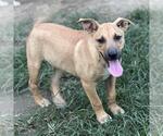 Small #3 Retriever  Mix
