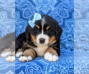 Medium Bernese Mountain Dog