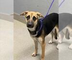 Small German Shepherd Dog Mix