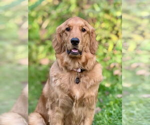 Golden Retriever Dogs for adoption in St. Louis Park, MN, USA