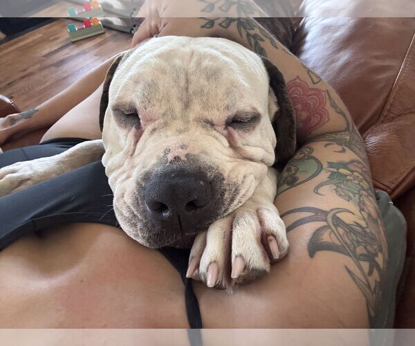 Medium Photo #3 American Bulldog Puppy For Sale in Chandler, AZ, USA