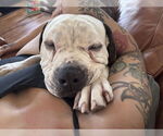 Small #2 American Bulldog