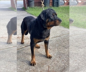 Rottweiler Puppy for sale in RICHLAND, GA, USA