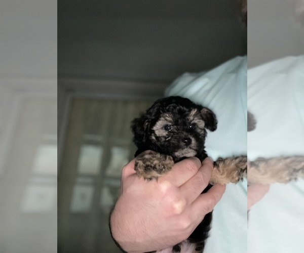 Medium Photo #8 Maltese-Poodle (Toy) Mix Puppy For Sale in SMITHFIELD, VA, USA