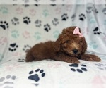 Small #7 Goldendoodle (Miniature)