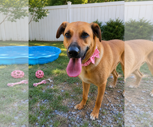 Zadee - Female Golden Retriever-Unknown Mix Dog for Adoption - Photo #2