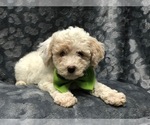 Small Photo #5 Poochon Puppy For Sale in LAKELAND, FL, USA