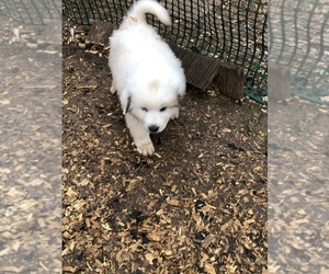 Great Pyrenees Puppy for sale in WRIGHT CITY, MO, USA
