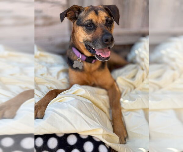 Medium Photo #10 Beagle-Unknown Mix Puppy For Sale in Williamsburg, NM, USA