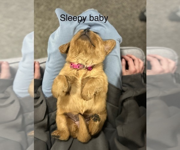 Medium Photo #8 Golden Retriever Puppy For Sale in FREDERICKSBG, OH, USA