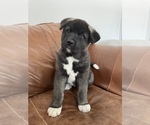 Small Photo #15 Akita Puppy For Sale in ONTARIO, OR, USA
