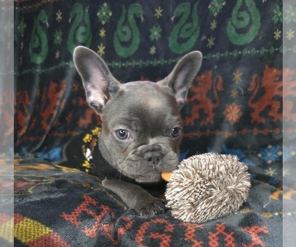 Medium Photo #12 French Bulldog Puppy For Sale in GRAND FORKS, ND, USA